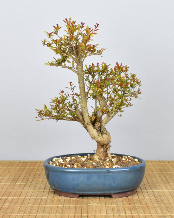 Bonsai Mediterran, Granatapfel (Punica granatum 'nana')