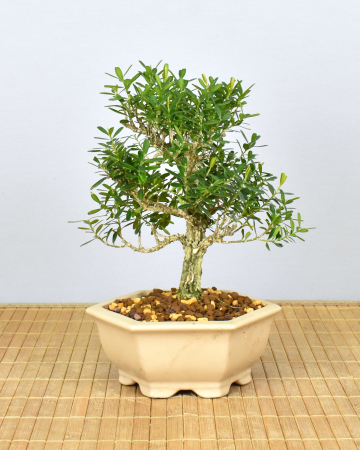 Bonsai Indoor, Chinesischer Buchsbaum (Buxus harlandii)