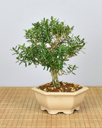 Bonsai Indoor, Chinesischer Buchsbaum (Buxus harlandii)