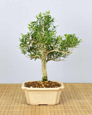 Bonsai Indoor, Chinesischer Buchsbaum (Buxus harlandii)