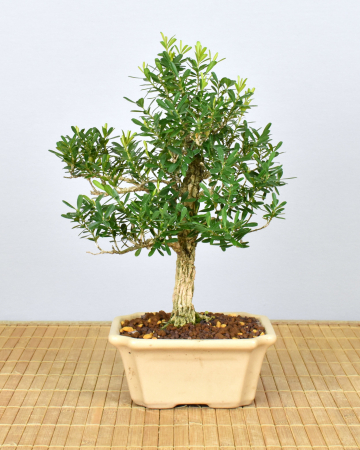 Bonsai Indoor, Chinesischer Buchsbaum (Buxus harlandii)