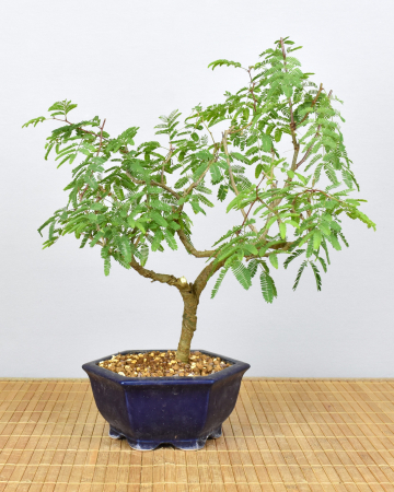 Bonsai Indoor, Arabische Akazie (Acacia arabica oder vachellia nilotica)