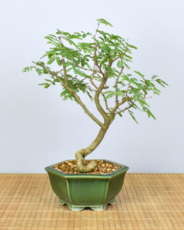Bonsai Indoor, Arabische Akazie (Acacia arabica oder vachellia nilotica)