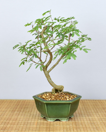 Bonsai Indoor, Arabische Akazie (Acacia arabica oder vachellia nilotica)