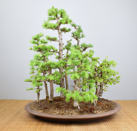 Bonsai Outdoor, Europäischer Lärchenwald (Larix decidua)