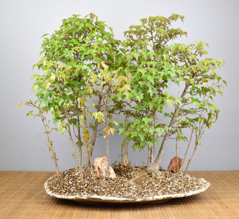 Bonsai Outdoor, Dreispitzahorn Wald (Acer buergerianum)