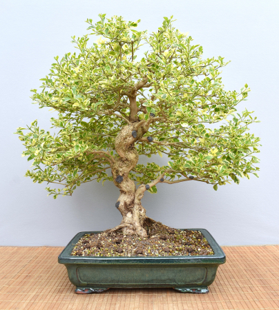 Bonsai Indoor, Weißbunte Taubenbeere (Duranta repens 'variegata')
