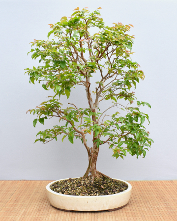 Bonsai Indoor, Baumstammkirsche oder Jabuticaba (Myrciaria cauliflora)