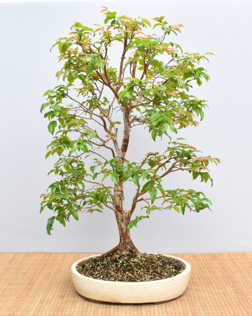 Bonsai Indoor, Baumstammkirsche oder Jabuticaba (Myrciaria cauliflora)