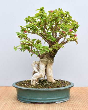 Bonsai Mediterran, Drillingsblume (Bougainvillea sp.)