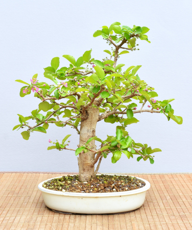 Bonsai Indoor, Acerola- oder Barbados-Kirsche (Malphigia emarginata)