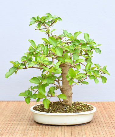 Bonsai Indoor, Acerola- oder Barbados-Kirsche (Malphigia emarginata)