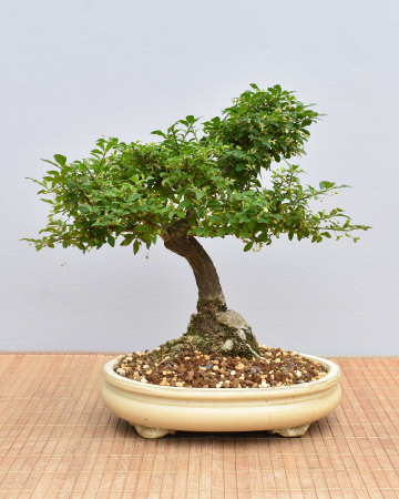 Bonsai Outdoor, Spindelstrauch oder Pfaffenhütchen (Euonymus)