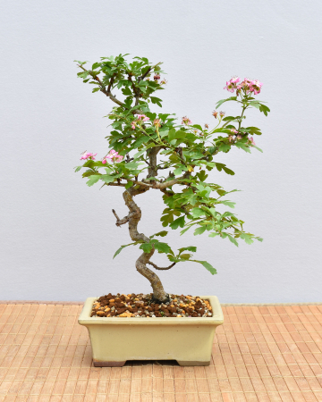 Bonsai Outdoor, Japanischer Rotdorn (Crataegus laevigata)