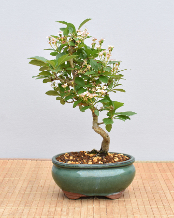 Bonsai Outdoor, Japanischer Weißdorn (Crataegus cuneata)