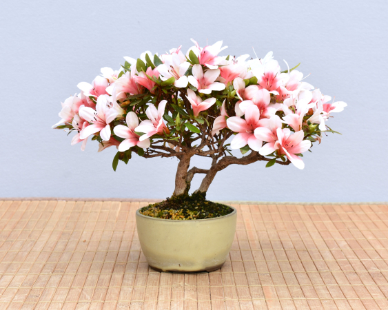Bonsai Outdoor, Satsuki Azalee 'Hi no Maru' (Rhododendron indicum) Shohin