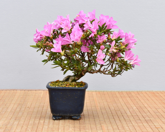 Bonsai Outdoor, Satsuki Azalee 'Suzu Kaze' (Rhododendron indicum) Shohin