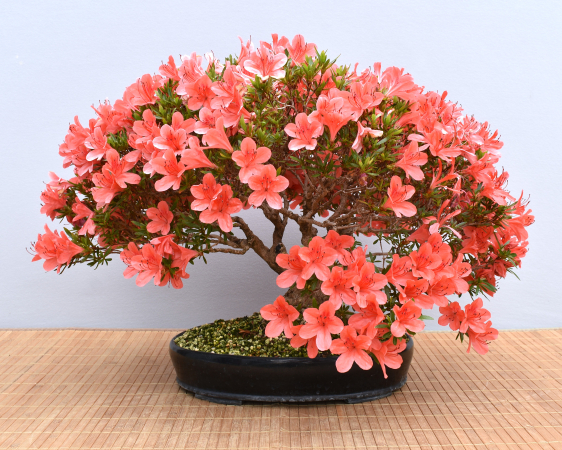 Bonsai Outdoor, Satsuki Azalee 'Kinka' (Rhododendron indicum)