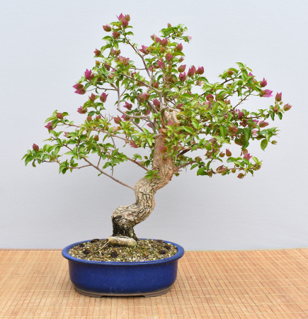 Bonsai Mediterran, Drillingsblume (Bougainvillea glabra)