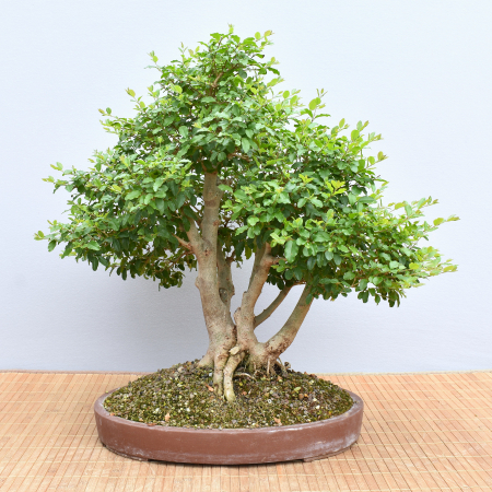 Bonsai Indoor, Liguster (Ligustrum ovalifolium)