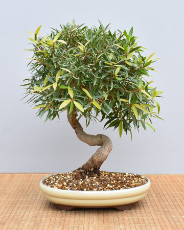 Bonsai Indoor, Oleanderblättriger Feigenbaum (Ficus nerifolia)
