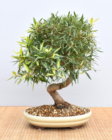 Bonsai Indoor, Oleanderblättriger Feigenbaum (Ficus nerifolia)