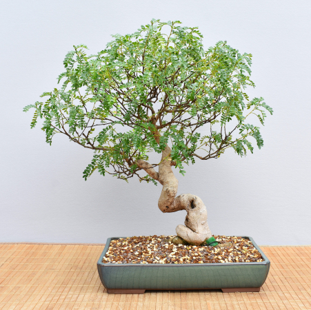 Bonsai Indoor, Szechuanpfeffer (Zanthoxylum piperitum)
