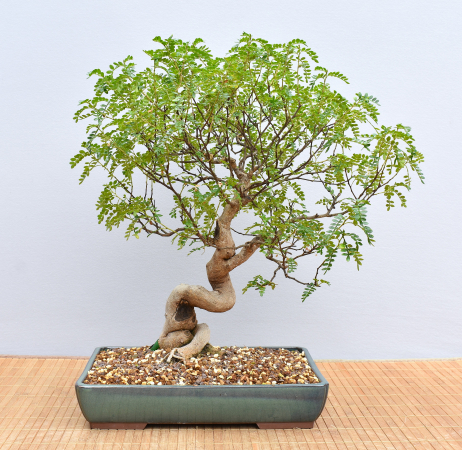 Bonsai Indoor, Szechuanpfeffer (Zanthoxylum piperitum)