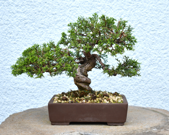 Bonsai Outdoor, Chinesischer Wacholder (Juniperus chinensis)