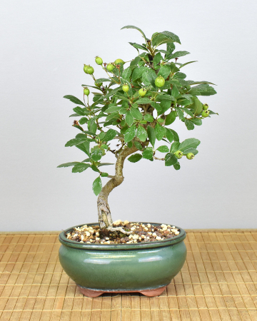 Bonsai Outdoor, Japanischer Weißdorn (Crataegus cuneata)