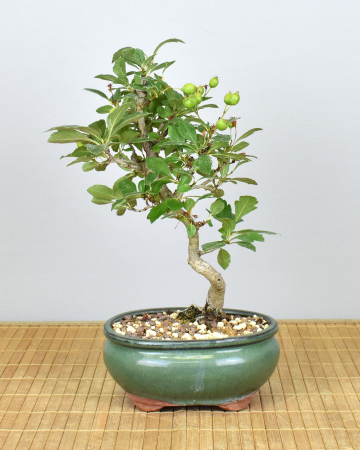 Bonsai Outdoor, Japanischer Weißdorn (Crataegus cuneata)