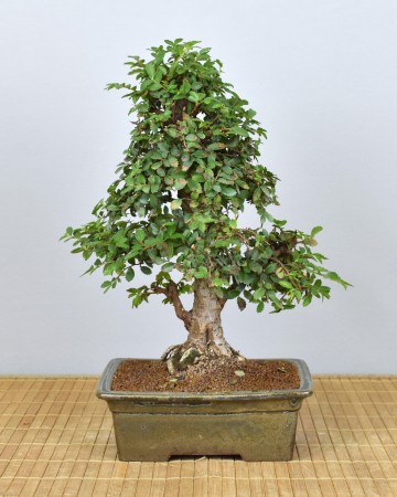 Bonsai Indoor, Chinesische Ulme (Ulmus parvifolia)