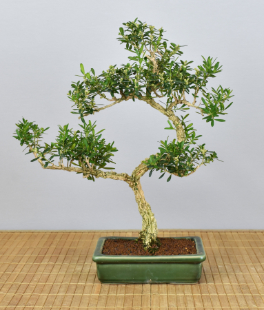 Bonsai Indoor, Chinesischer Buchsbaum (Buxus harlandii)