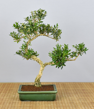 Bonsai Indoor, Chinesischer Buchsbaum (Buxus harlandii)