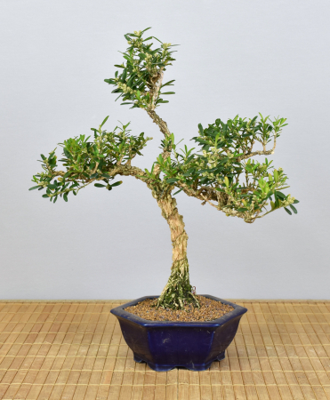 Bonsai Indoor, Chinesischer Buchsbaum (Buxus harlandii)