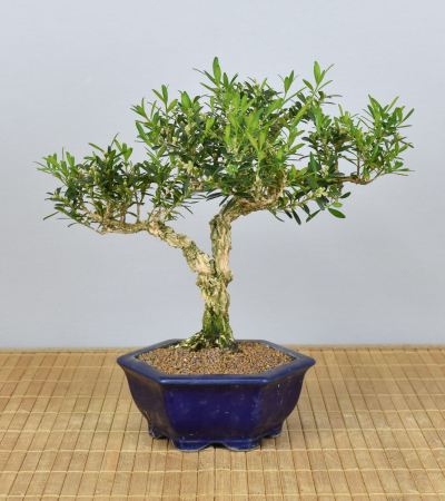 Bonsai Indoor, Chinesischer Buchsbaum (Buxus harlandii)
