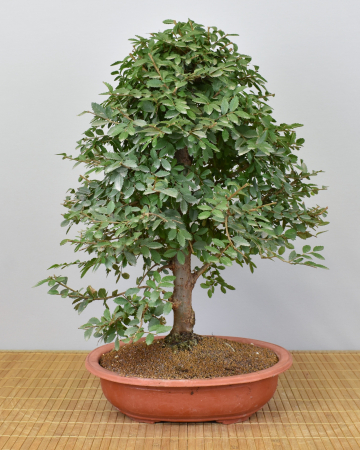 Bonsai Indoor, Chinesische Ulme (Ulmus parvifolia)